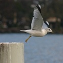 Bord du lac Clarens - 061